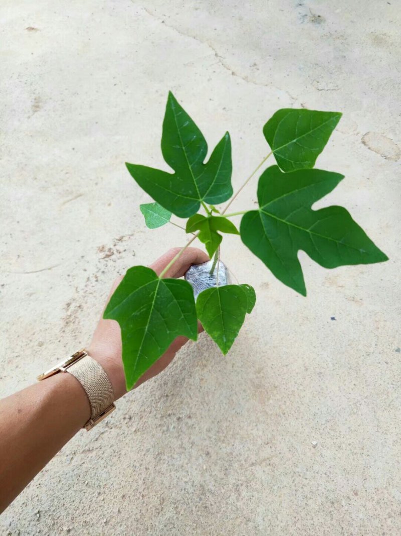 广西大青木瓜苗木瓜树苗