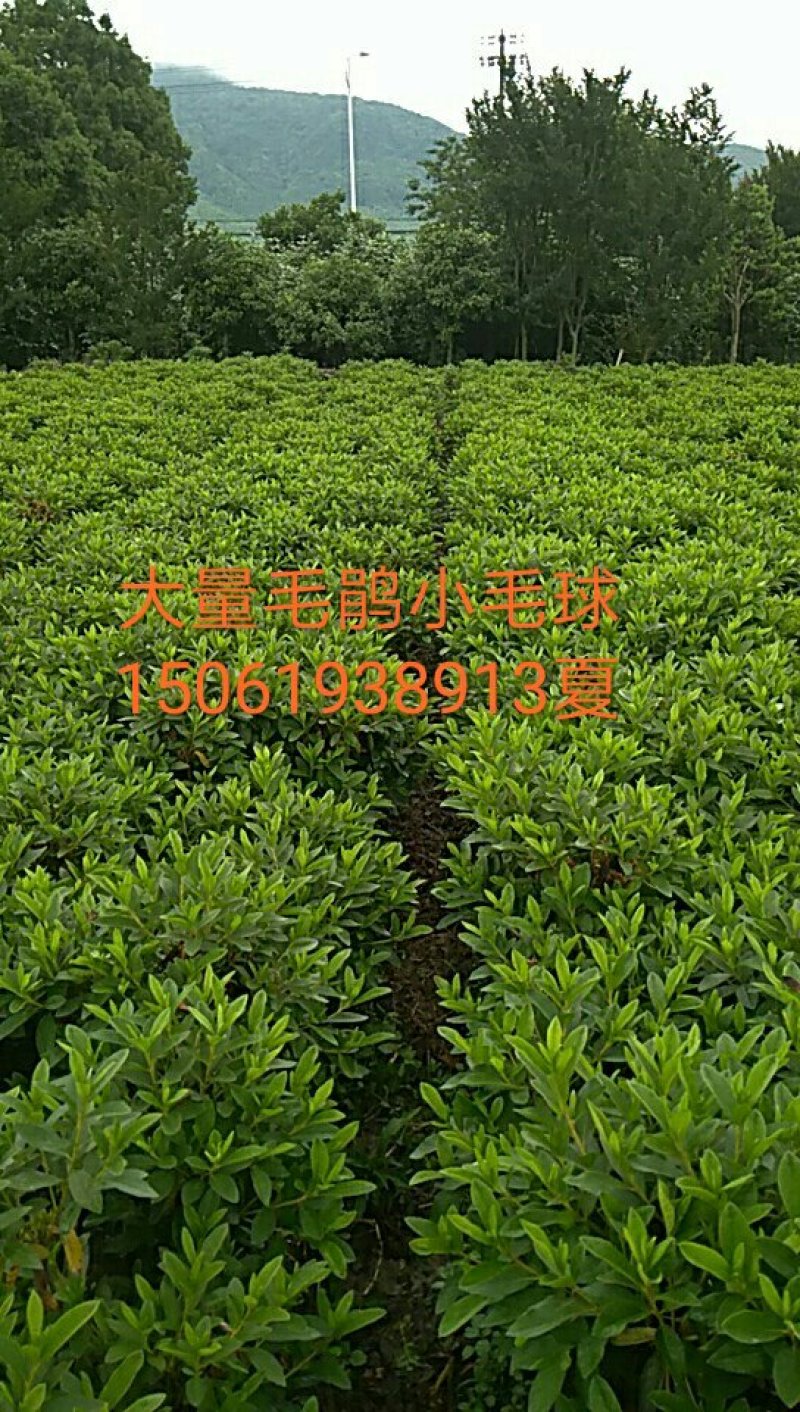 毛鹃小毛球