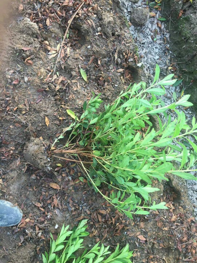 毛鹃小毛球