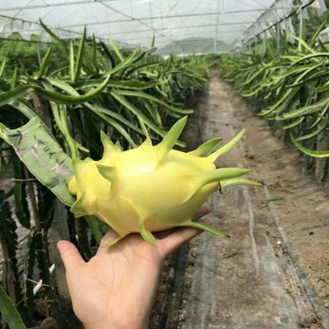 无刺黄龙果苗火龙果苗嫁接苗扦插苗枝条