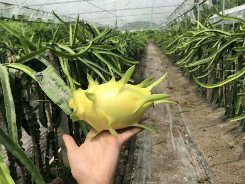 无刺黄龙果苗火龙果苗嫁接苗扦插苗枝条