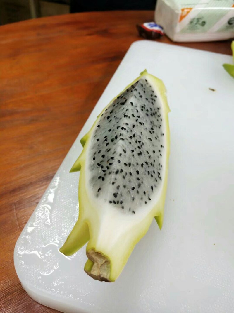 无刺黄龙果苗火龙果苗嫁接苗扦插苗枝条