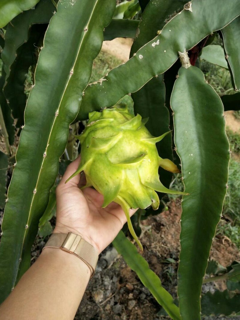 无刺黄龙果苗火龙果苗嫁接苗扦插苗枝条