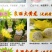 无刺黄龙果苗火龙果苗嫁接苗扦插苗枝条