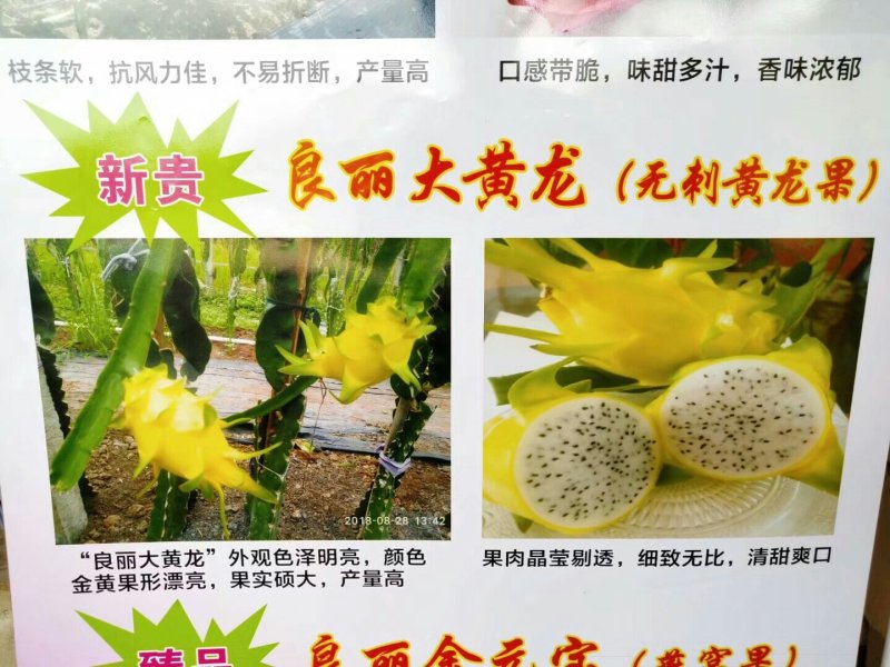 无刺黄龙果苗火龙果苗嫁接苗扦插苗枝条