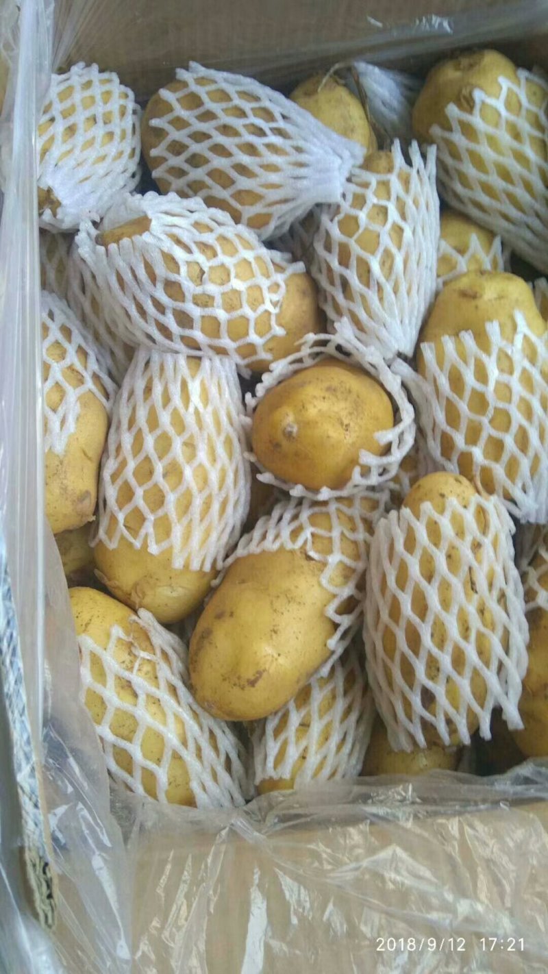 荷兰十五黄心土豆大量出库供应，无芽无黑心，货源充足。