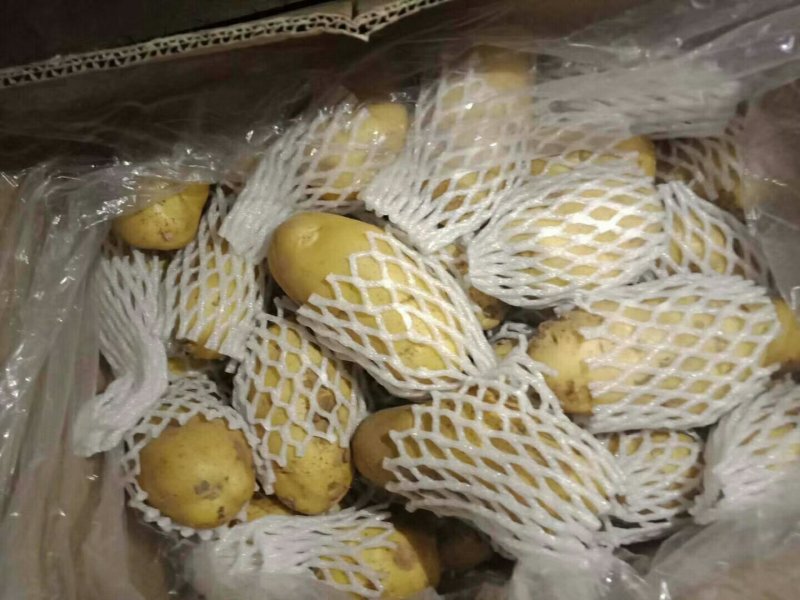 荷兰十五黄心土豆大量出库供应，无芽无黑心，货源充足。