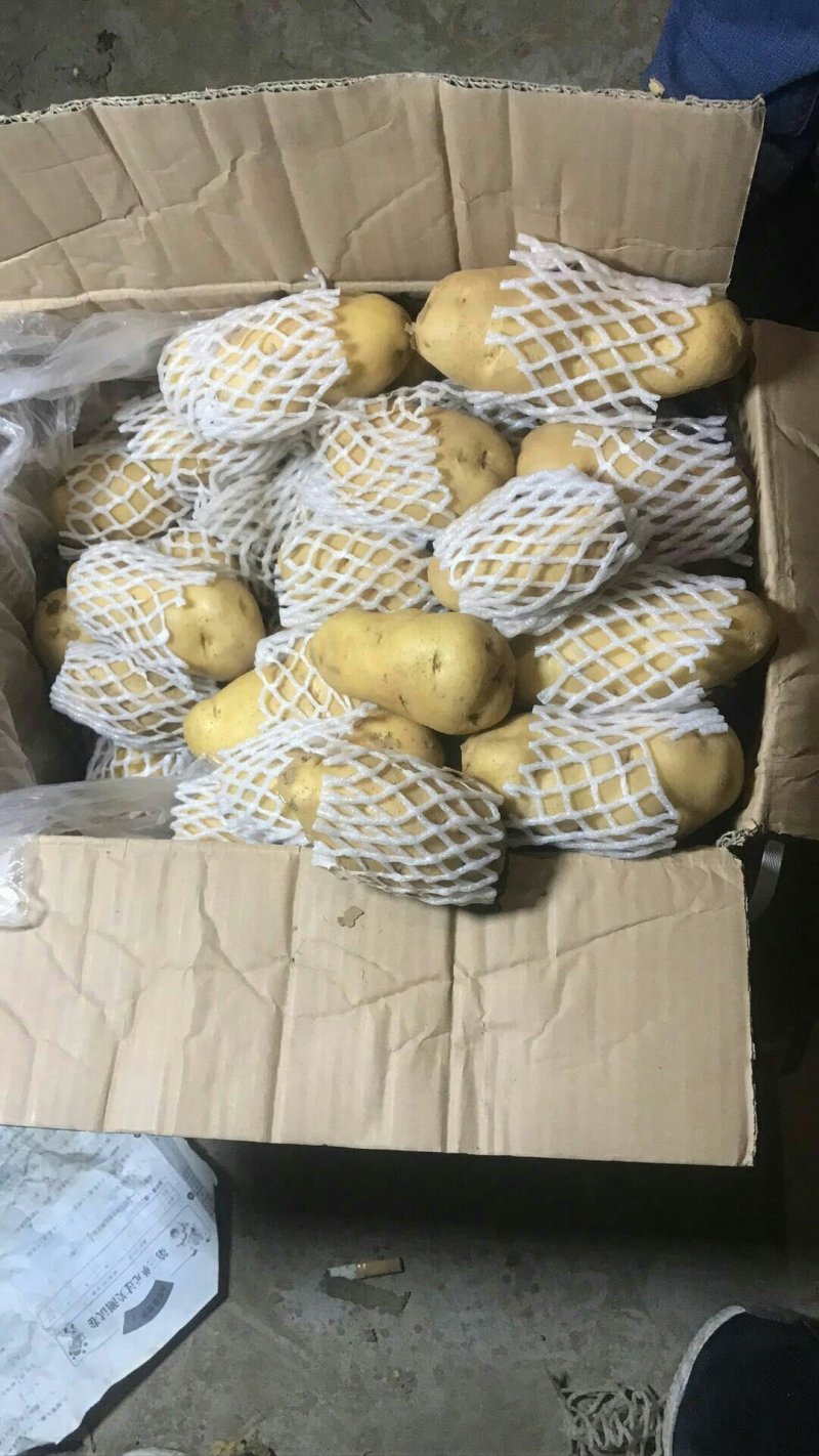 荷兰十五黄心土豆大量出库供应，无芽无黑心，货源充足。