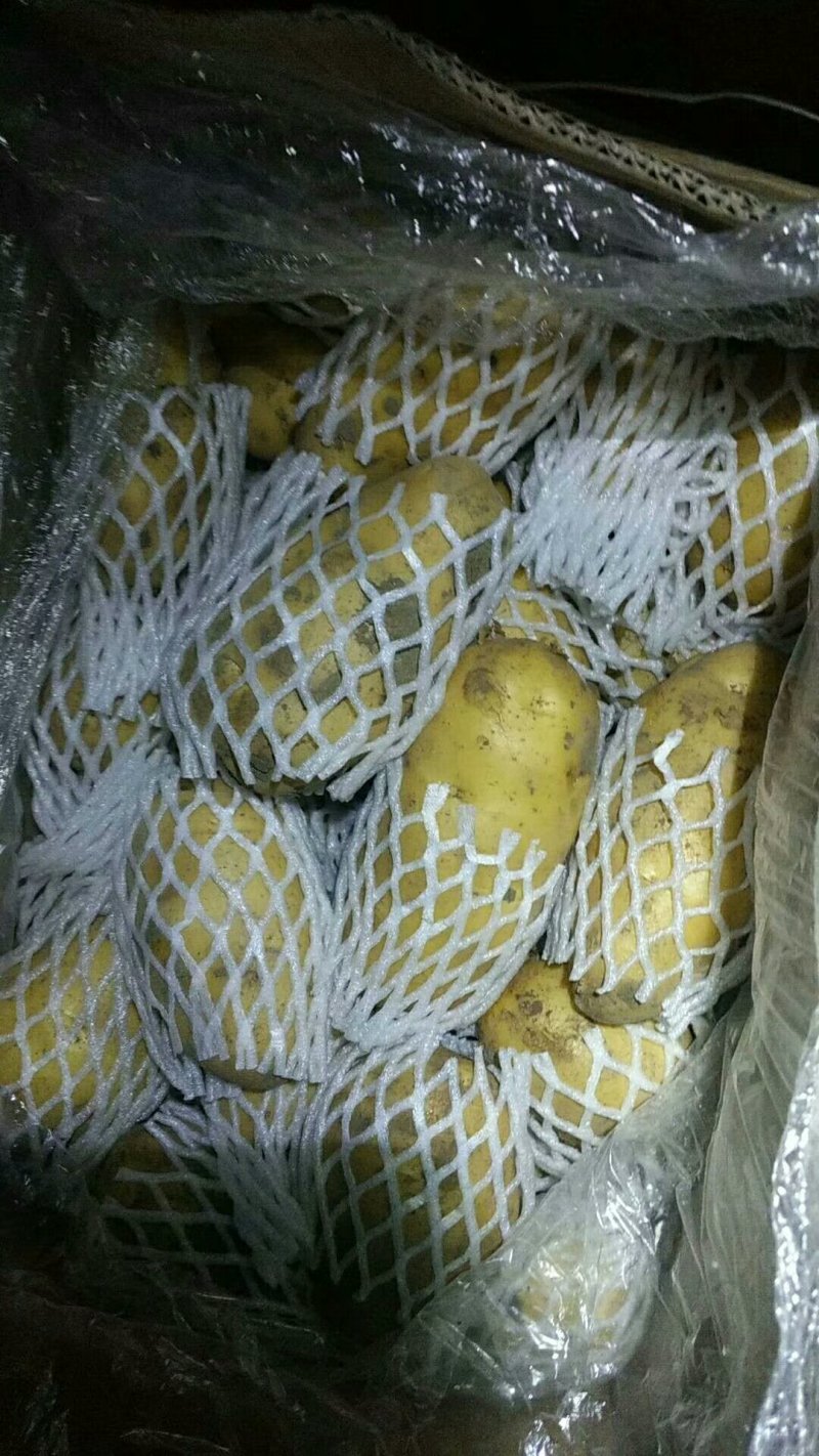 荷兰十五黄心土豆大量出库供应，无芽无黑心，货源充足。