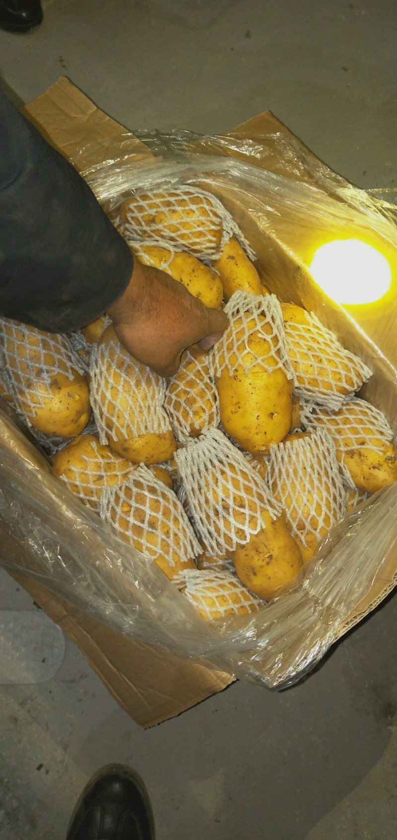 荷兰十五黄心土豆大量出库供应，无芽无黑心，货源充足。