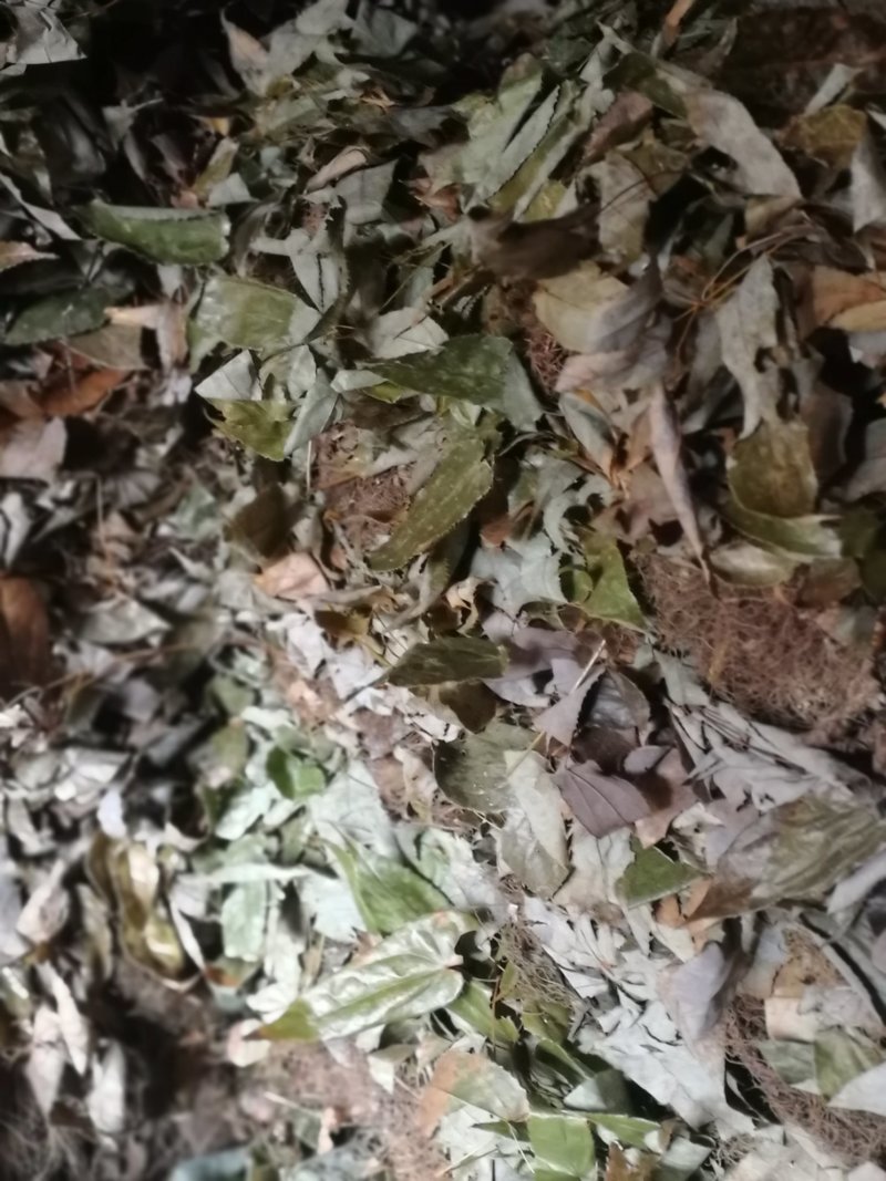 淫阳藿(带头统货)