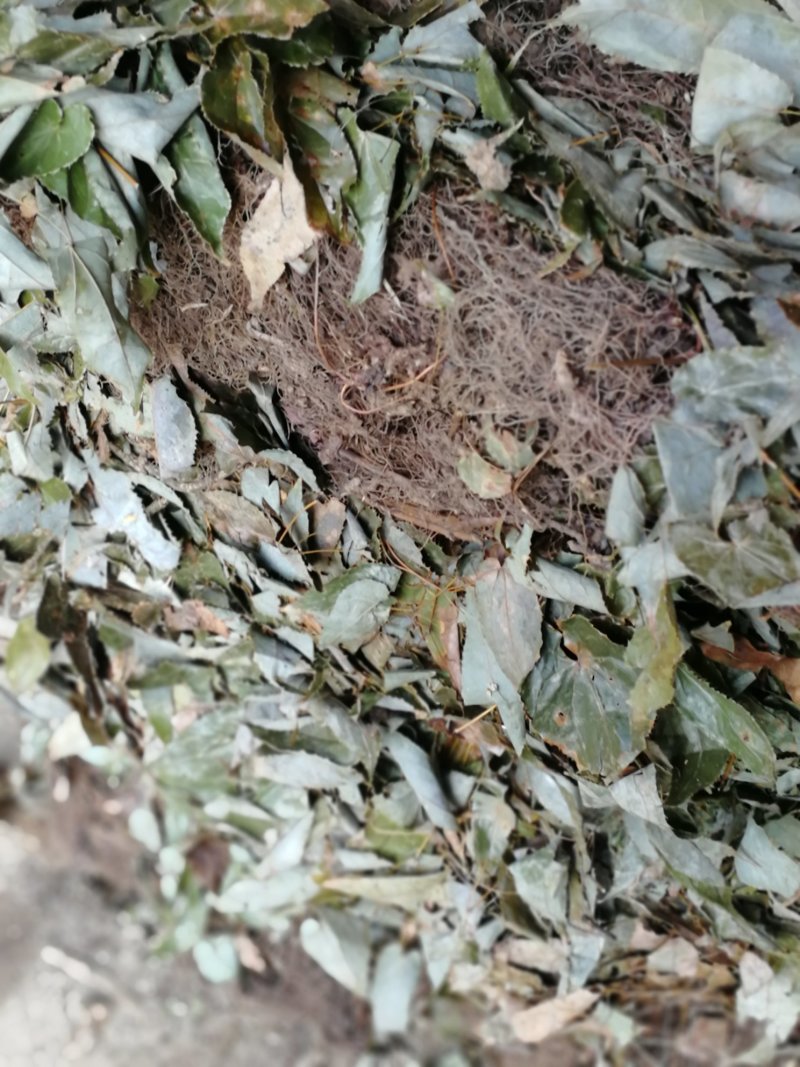 淫阳藿(带头统货)