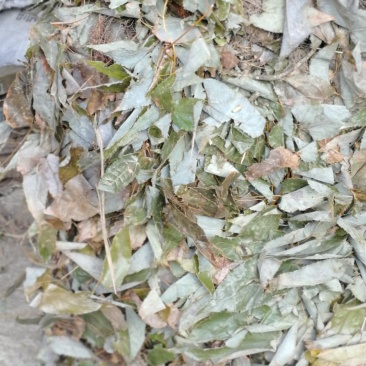 淫阳藿(带头统货)