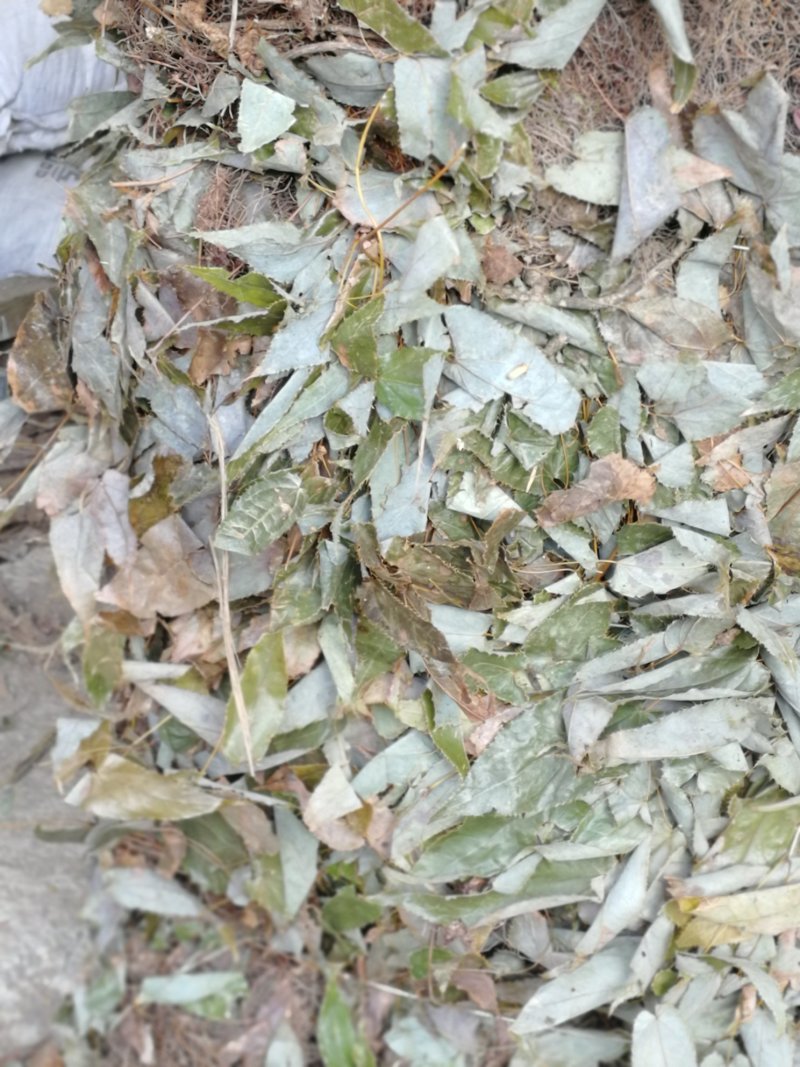 淫阳藿(带头统货)