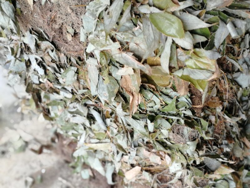 淫阳藿(带头统货)