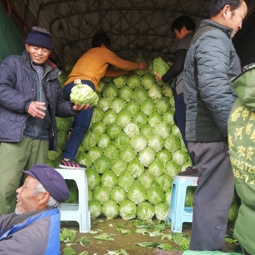 山东济南甘蓝大量上市