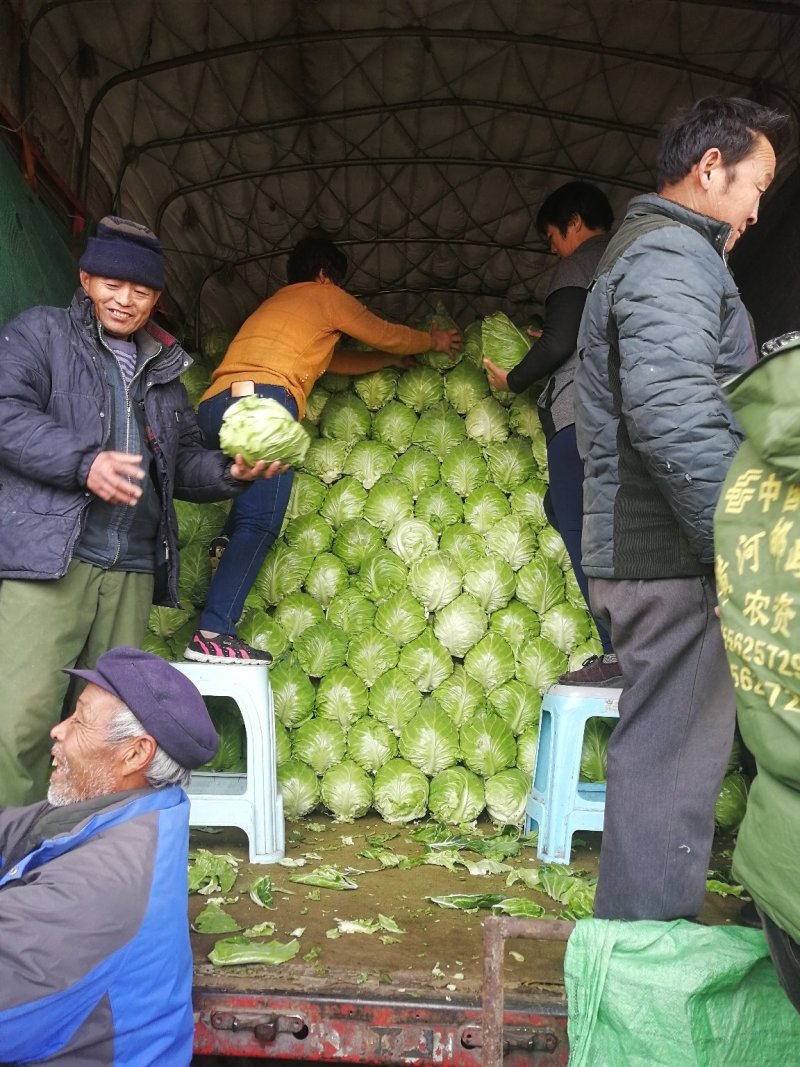 山东济南甘蓝大量上市