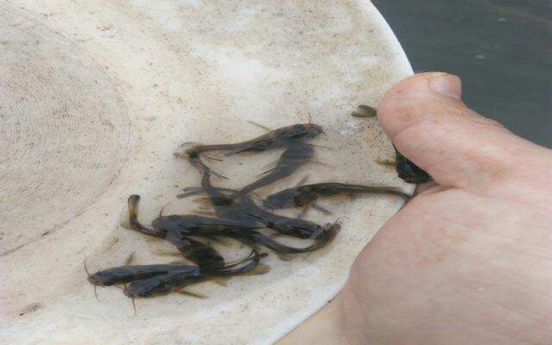 各种鱼苗出售，批发