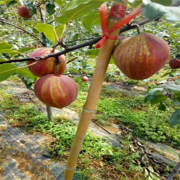 早酥红梨苗奥红一号玉露香新梨七号秋月梨苗