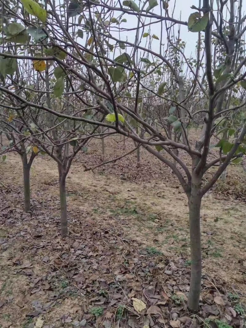 早酥红梨苗奥红一号玉露香新梨七号秋月梨苗