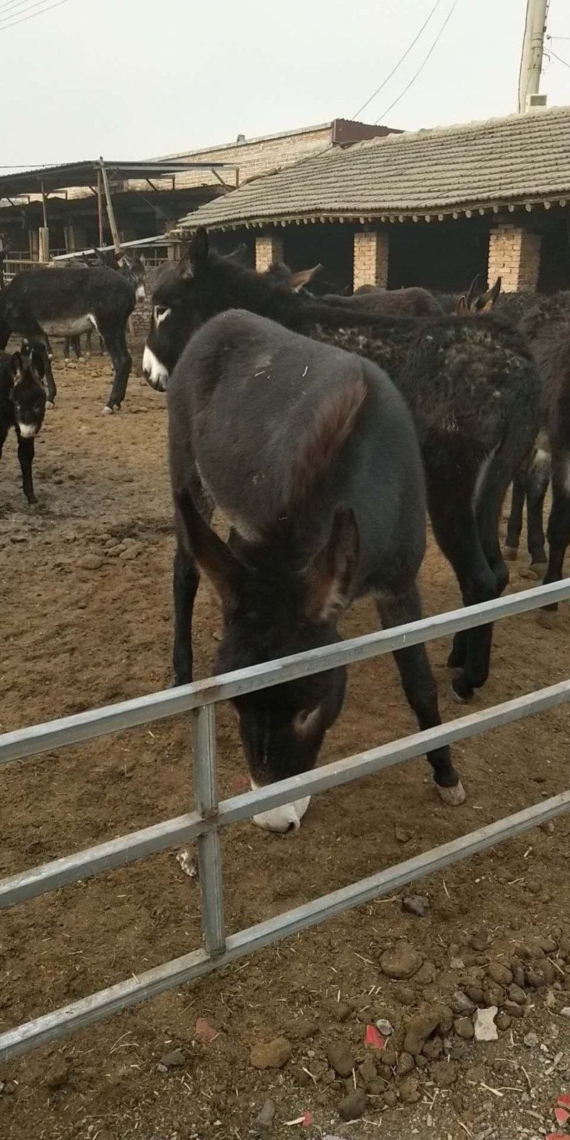 肉驴，货源充足