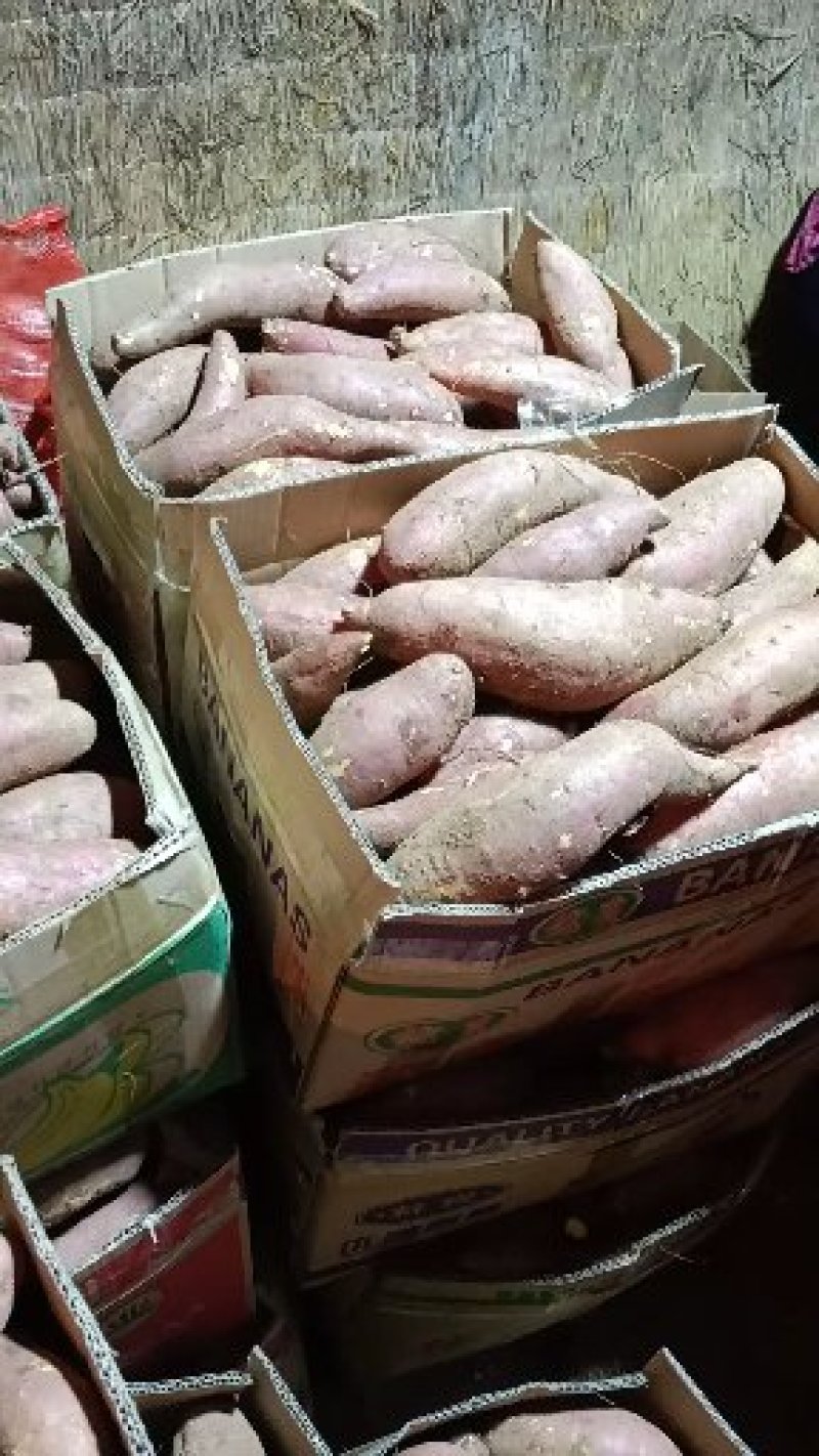山东精品红薯济薯26万亩种植基地现挖现发品相好价格实惠