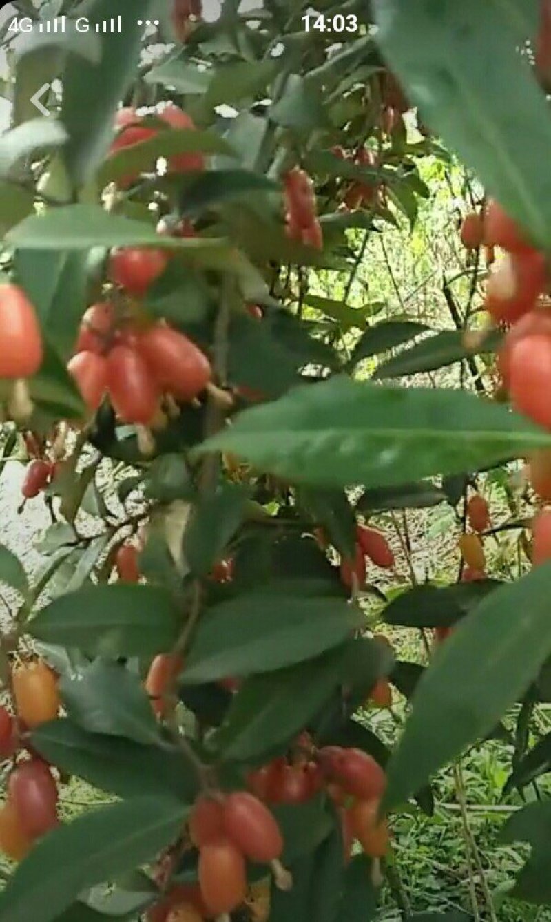 羊奶果苗