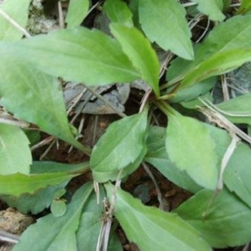 马兰头种苗盆栽多年生鸡儿肠供应野菜鸡儿肠田边菊紫菊螃蜞头