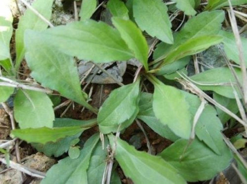 马兰头种苗盆栽多年生鸡儿肠供应野菜鸡儿肠田边菊紫菊螃蜞头