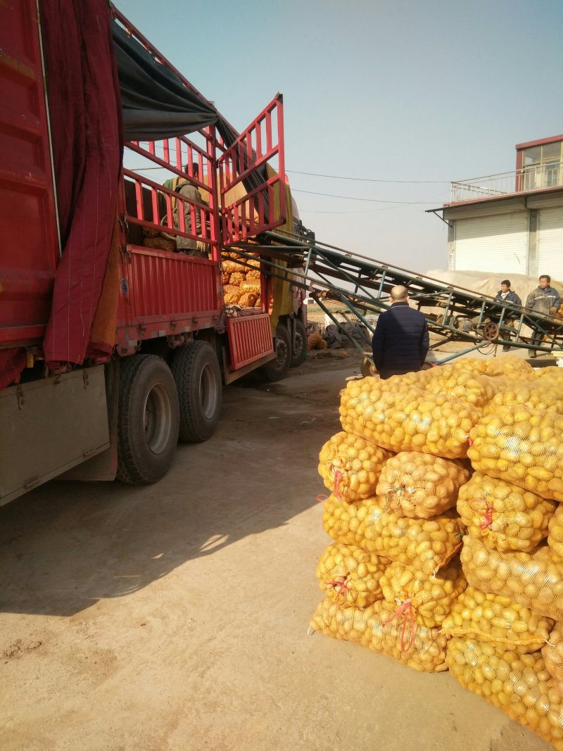 荷兰十五土豆种