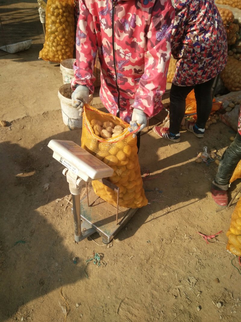 荷兰十五土豆种