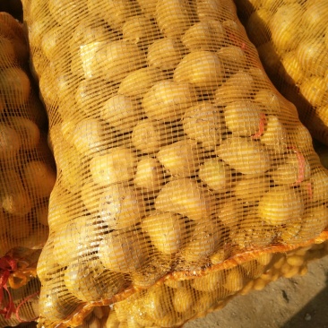 荷兰十五土豆种