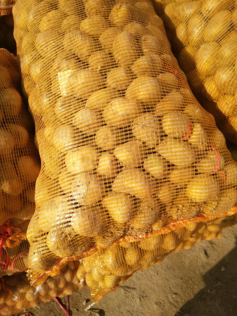 荷兰十五土豆种