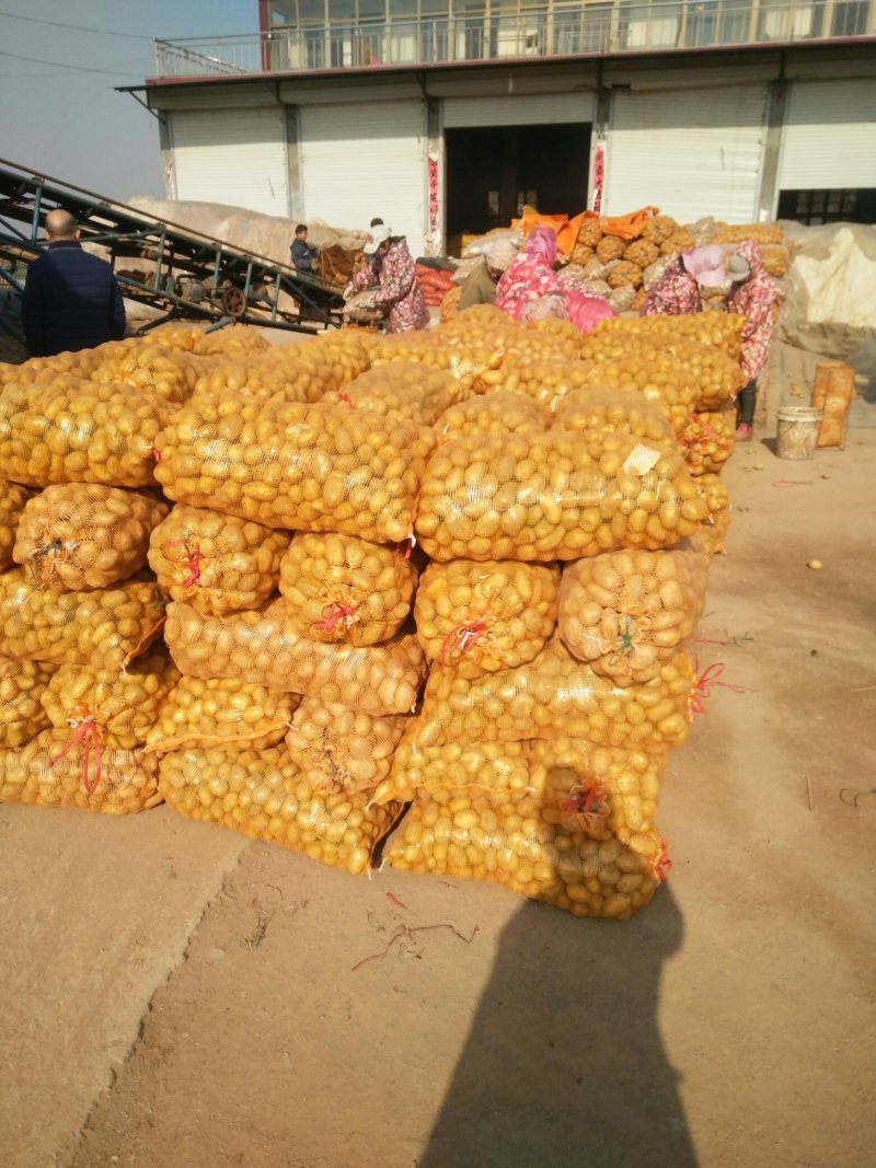 荷兰十五土豆种