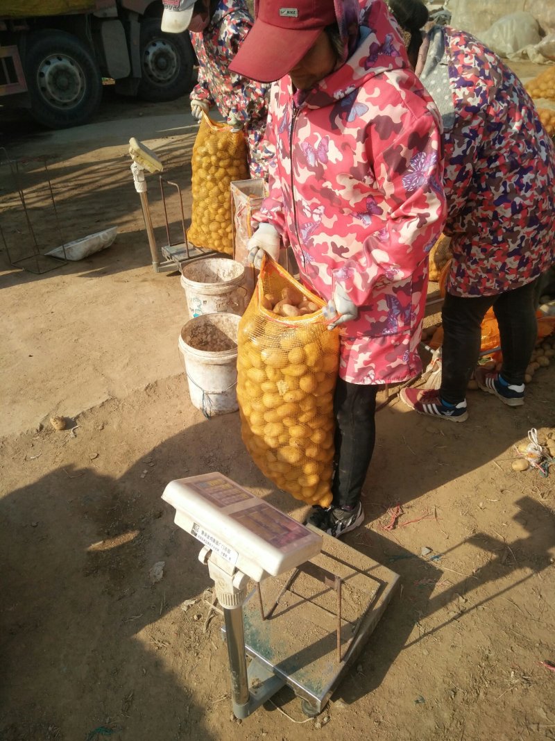 荷兰十五土豆种