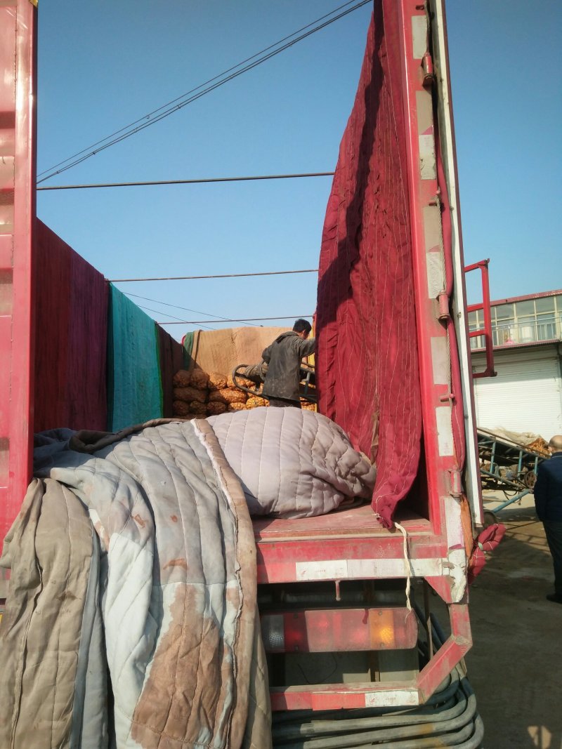 荷兰十五土豆种