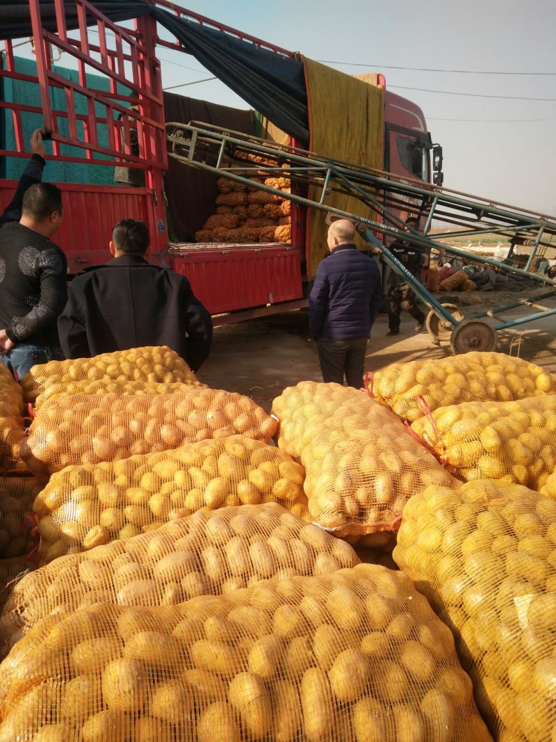 荷兰十五土豆种