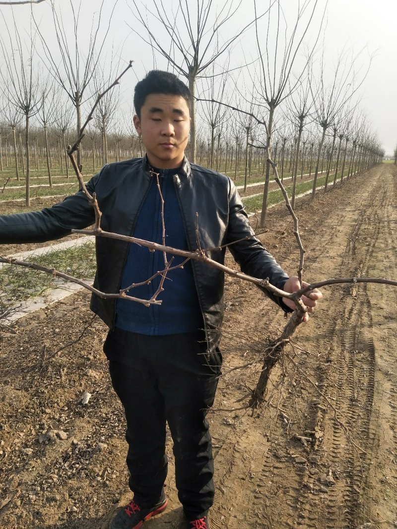 醉金香葡萄苗当年结果基地直发不活包赔品种保障欢迎考察