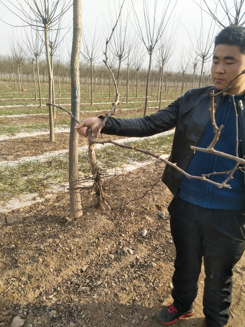 醉金香葡萄苗当年结果基地直发不活包赔品种保障欢迎考察