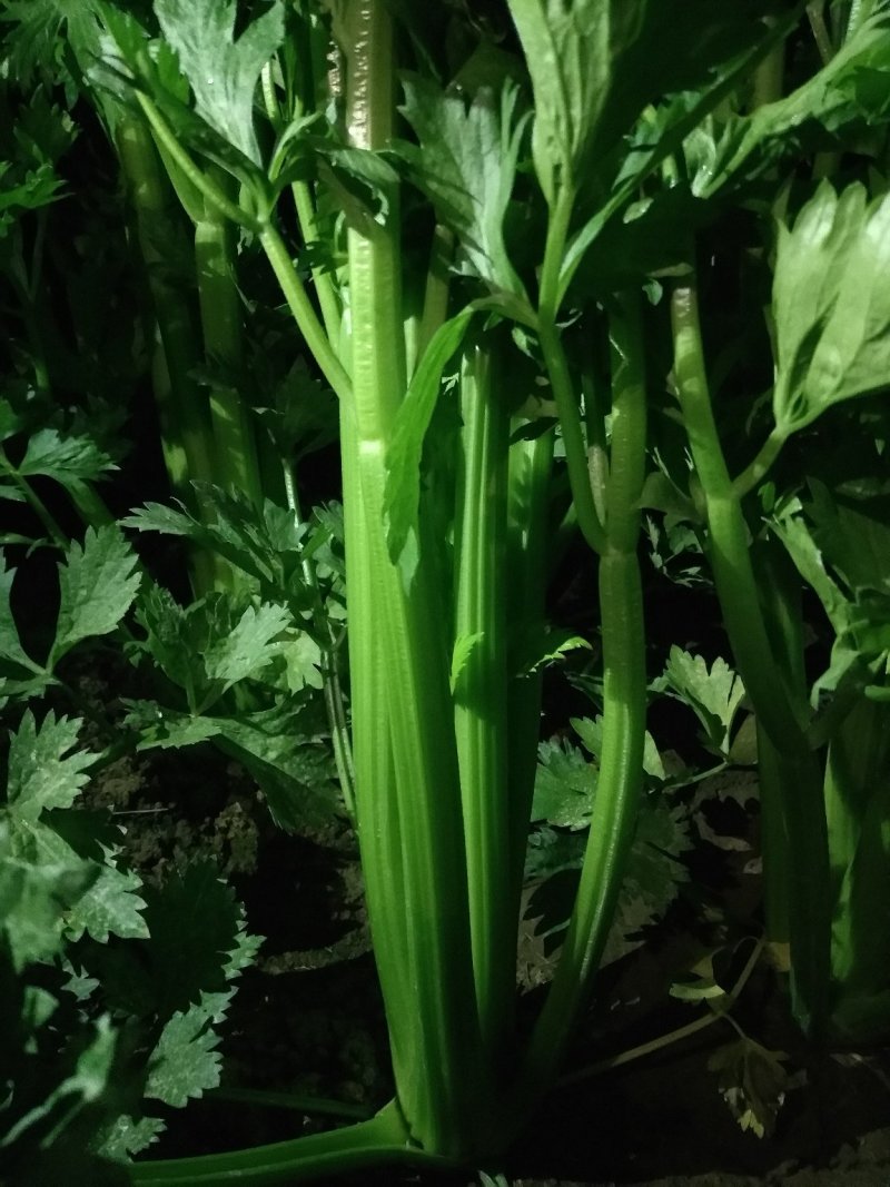 大棚香芹，鲜绿，2021年上市，地头装车