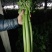 大棚香芹，鲜绿，2021年上市，地头装车
