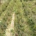 花卉映山红盆景室内庭院花木盆景树桩高山国旗红映山红