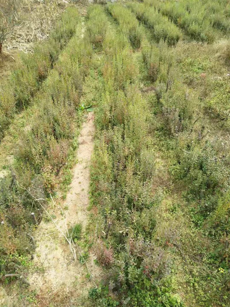 花卉映山红盆景室内庭院花木盆景树桩高山国旗红映山红