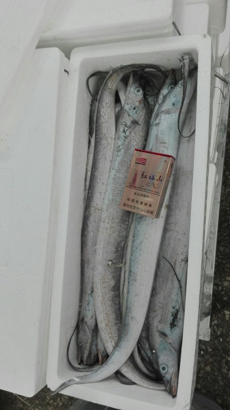 黄海刀鱼
