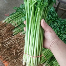 【牛商推荐】本地香芹产地直发量大有优惠常年供货