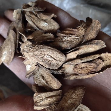 牛蒡牛蒡片关书药业批发各种规格中药材