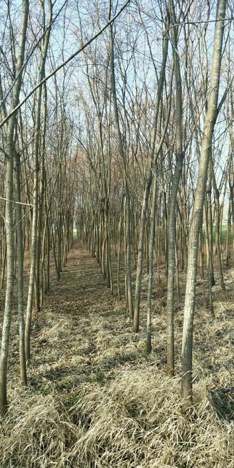 青皮垂柳黄皮垂柳3-15公分大量供应绿化工程苗