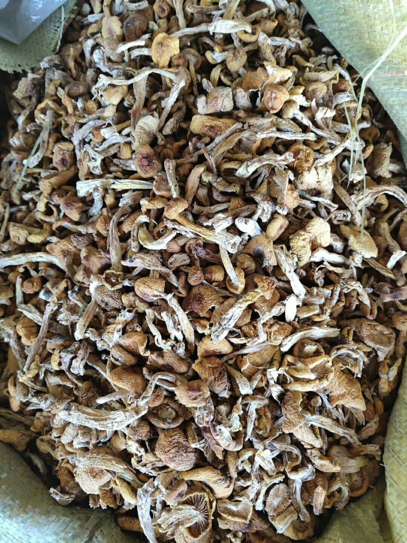 小黄蘑