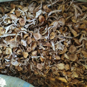 小黄蘑