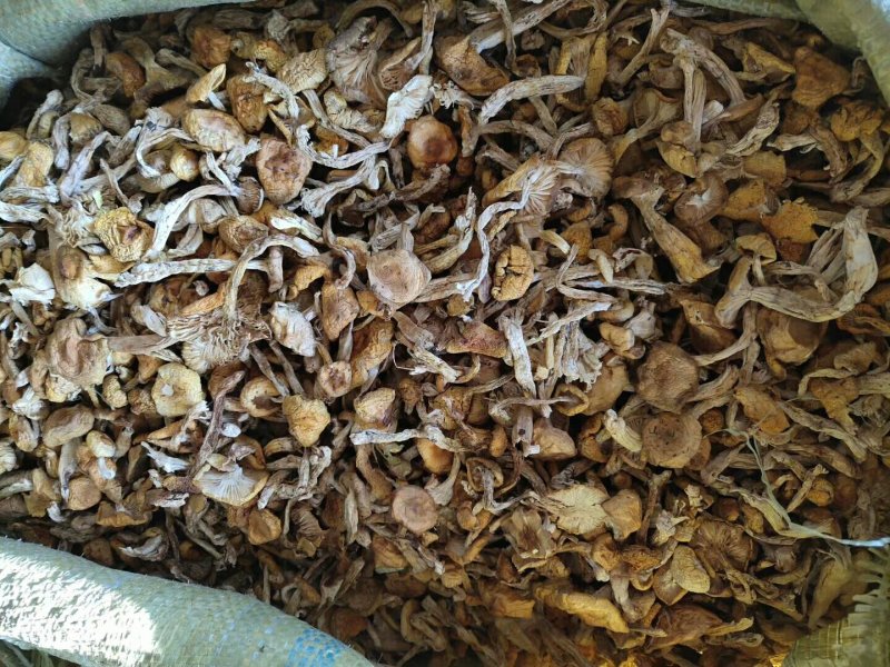 小黄蘑